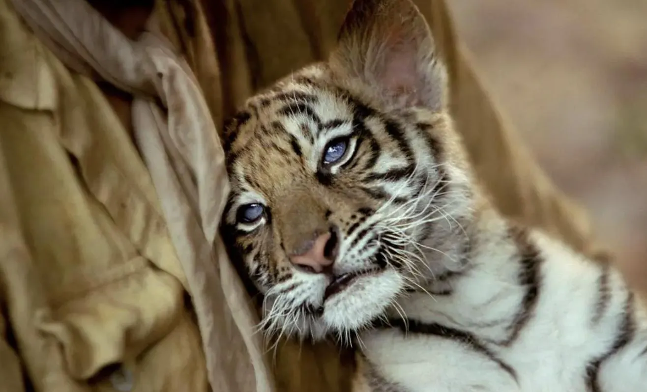 Tiger Cub GIF