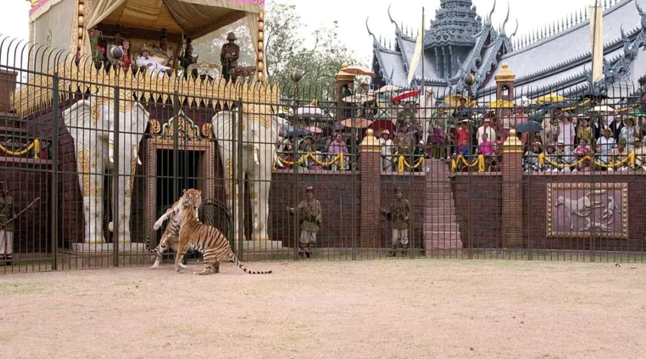 Tiger Cub GIF