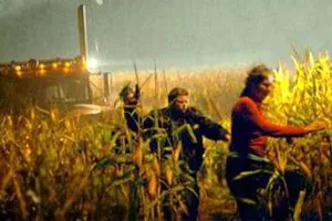 Cornfield from the movie