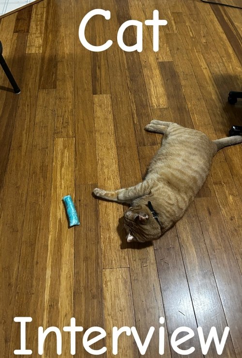 Interview avec un chat