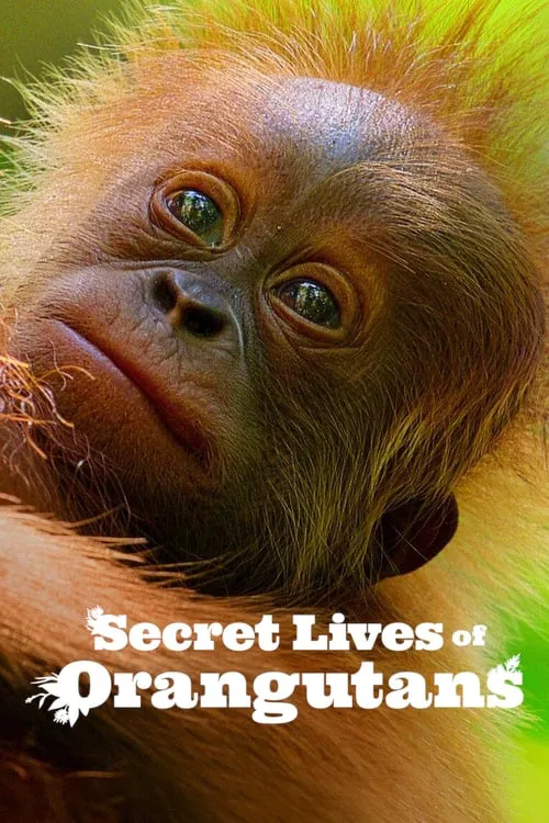 Kehidupan Rahasia Orangutan