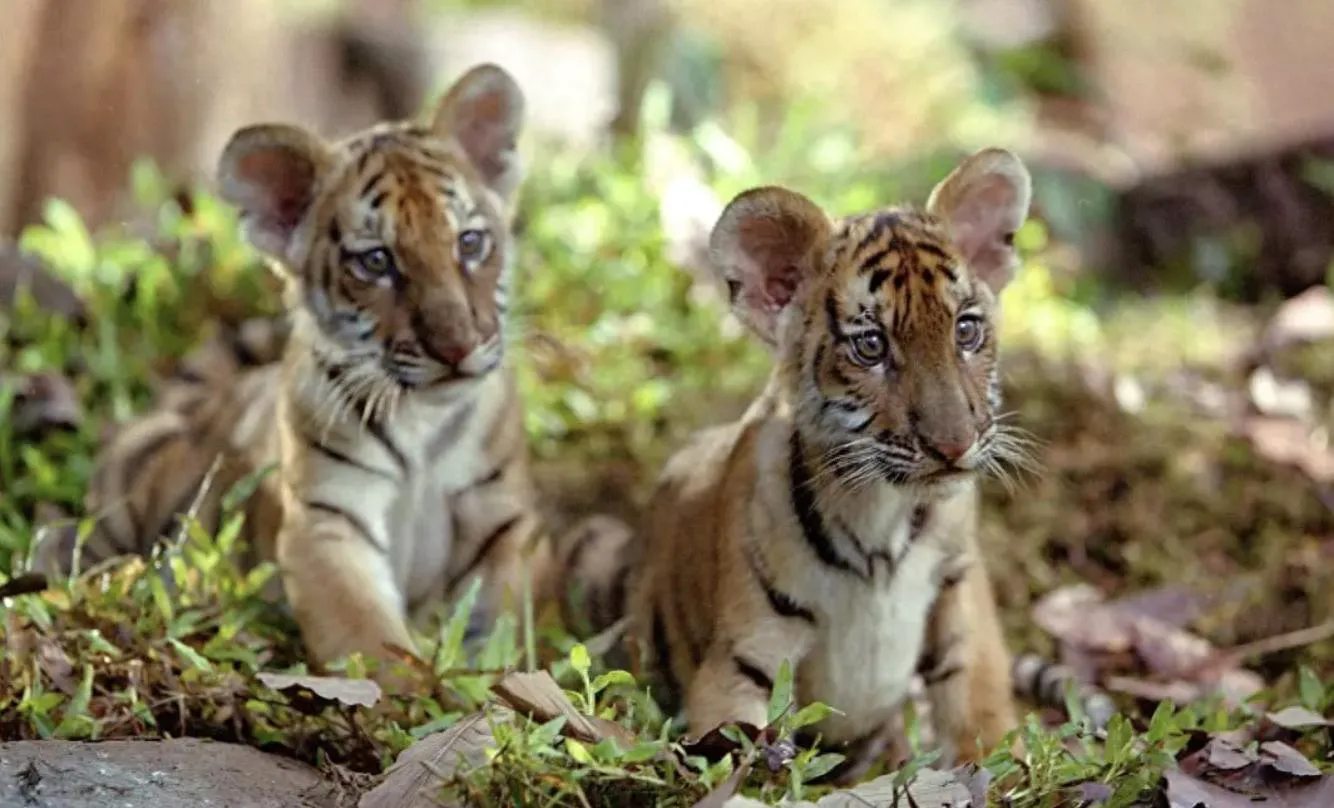 Two Brothers: 8.5 on Douban, humanity's bestiality and the humanity of tigers
