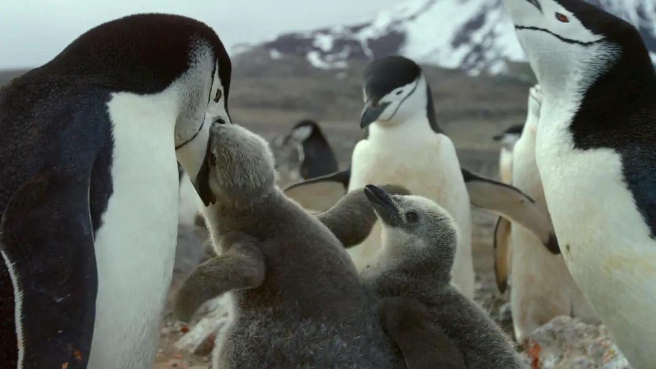 Review of the film "Earth: One Amazing Day"