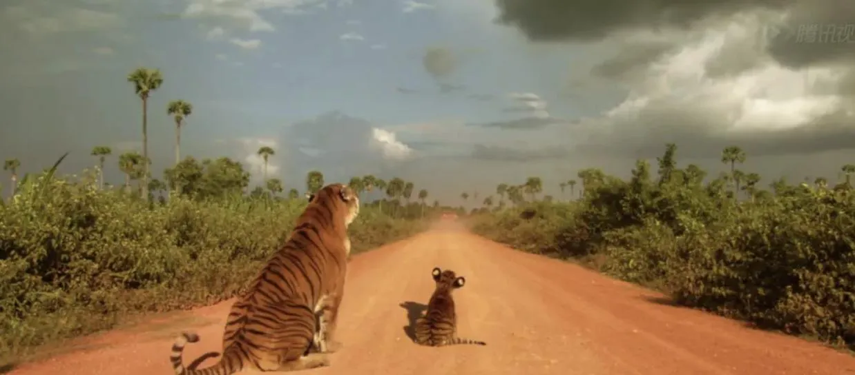 Tiger Cub GIF